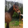 Equipride Horse Print Faux Lined Nylon Headcollars with Matching Lead