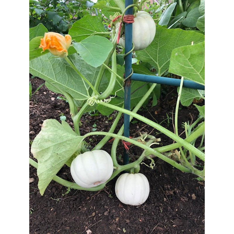 TomorrowSeeds - Mini Mix Pumpkin Seeds - 30+ Count Packet