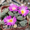 Fairy Elephant's Feet - Frithia Pulchra Cacti Cactus Succulent Real