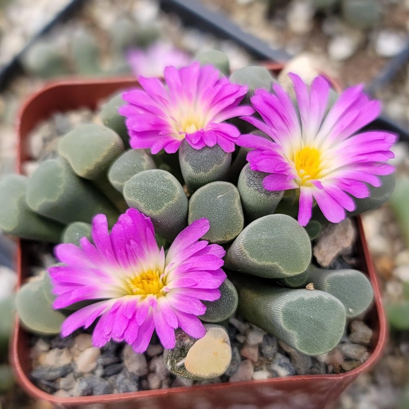Fairy Elephant's Feet - Frithia Pulchra Cacti Cactus Succulent Real