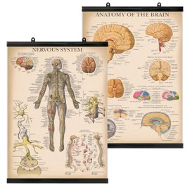 Palace Learning 2 Pack - Vintage Nervous System & Brain Anatomy Posters - Set of 2 Anatomical Charts - Laminated With Plastic Frame 18" x 24"