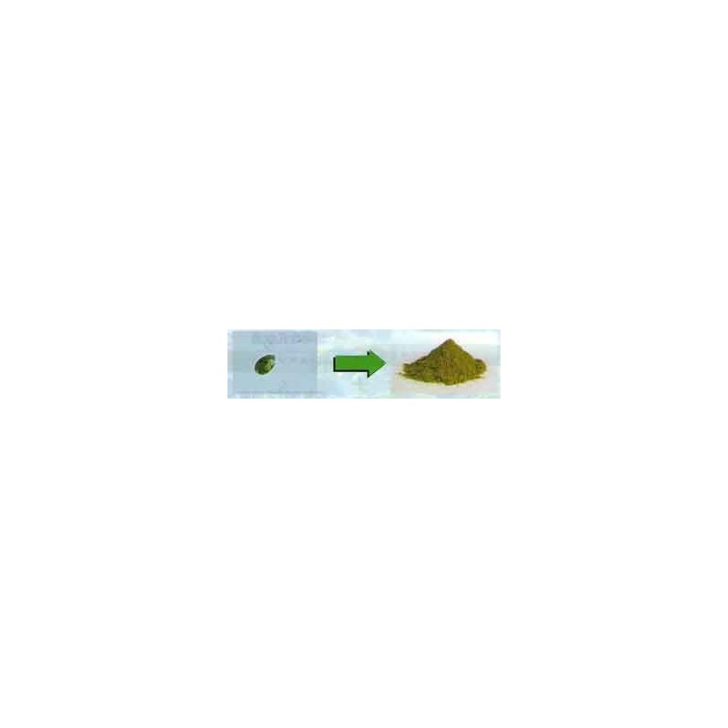 ラクトユーグレナ50cp