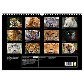 Big Cats • Faces of the most beautiful predators (Wall Calendar 2026 DIN A3 Landscape), CALVENDO 12 Month Wall Calendar: The world's biggest and most beautiful cats (CALVENDO Animals)