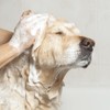 EfaLyt Pet Shampoo and Cream Rinse Set, Hypoallergenic Formula with