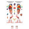 Sport-Tec Reflexzones Foot Mini Poster Anatomy 34 x 24 cm