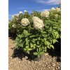 Hydrangea paniculata 'Limelight' (3 Gallon)