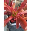 Jade RARE 2 STUNNING Crassula Capitella 'Campfire' with roots- Jade