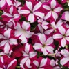 Outsidepride Burgundy Star Easy Wave Petunia Seeds - 15 Pcs.