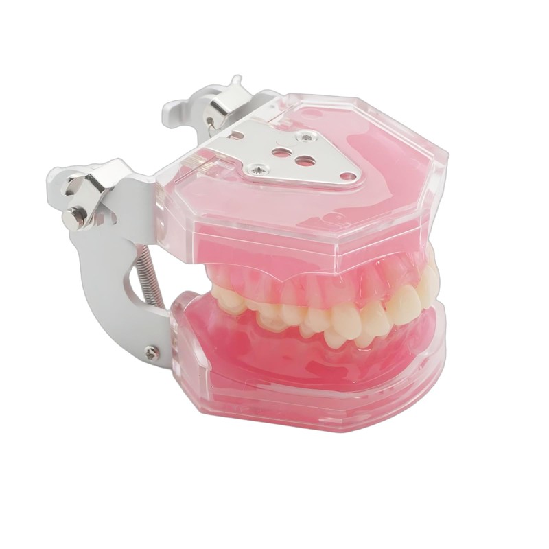 Dental Demonstration Teeth Model - Tooth Extraction Model Standard Study