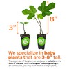 LSU Gold Fig Tree Starter Plant - Ficus carica by