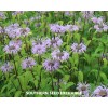 Fresh Bee Balm, Wild Bergamot - Mintleaf (Monarda Fistulosa) -