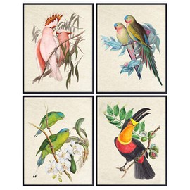 Bird Wall Art - Bird Wall Decor - Tropical Decor - Tropical Birds - Parrot Decorations - Parakeet, Cockatoo, Lovebird, Toucan Artwork - Birdwatcher Gifts - Vintage Audubon Birds