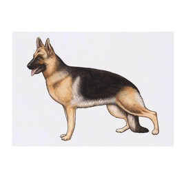 'German Shepherd' Temporary Tattoo - Water Resistant, Skin-Safe, Non-Toxic Transfer (TO00028236)