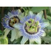 GARDENERA Premium Passion Fruit Potting Soil Mix - Perfect Balance