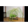 CZ Grain Bonsai Dwarf Weeping Willow Tree - Large Thick