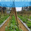VBS - Bamboo Garden Stakes - Bambo Sticks, Bamboo Plant