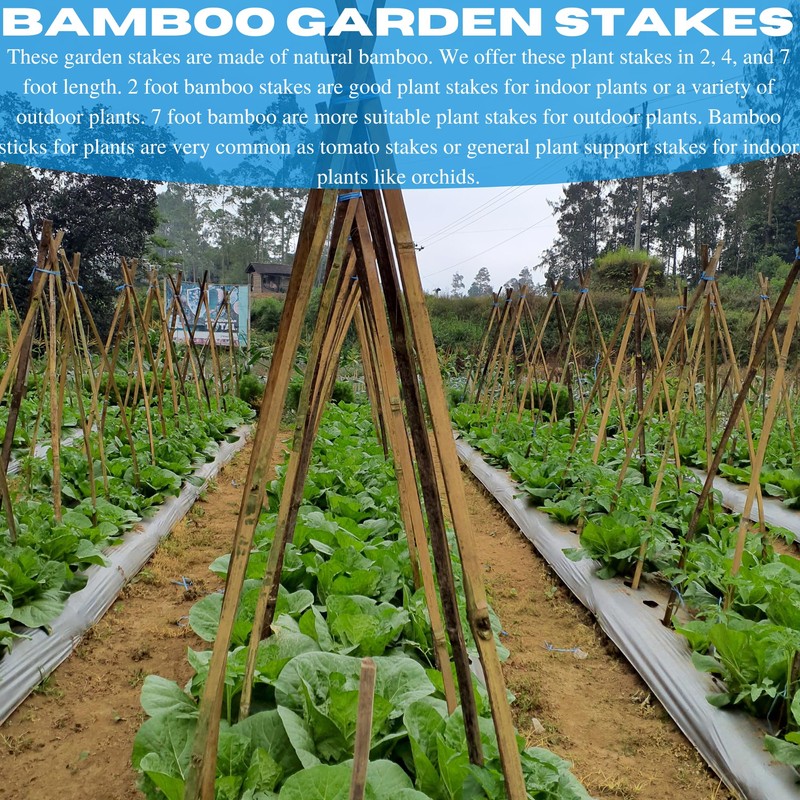 VBS - Bamboo Garden Stakes - Bambo Sticks, Bamboo Plant