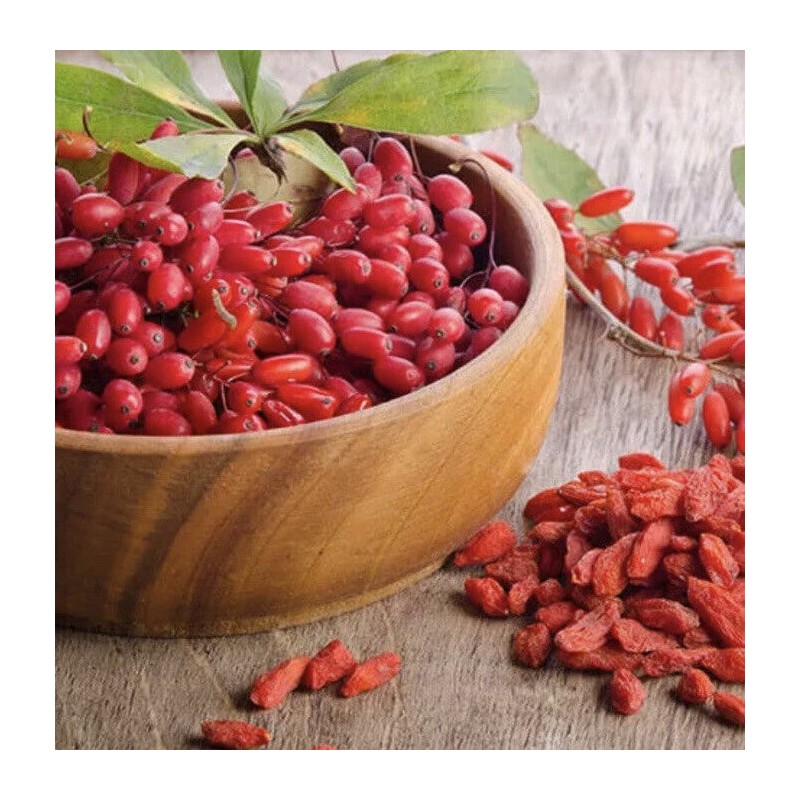 Tree Goji Berry Plant 2pcs Cuttings With Pot Live Plant