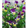 100+ Viola Johnny Jump-Up Flower Seeds, Heartsease, Purple-Yellow, Blooms Heavily,