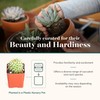 Shop Succulents Premium Live Mini Cactus and Succulent Plants in