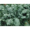 2000 White Russian Kale Seeds for Planting Heirloom Non GMO