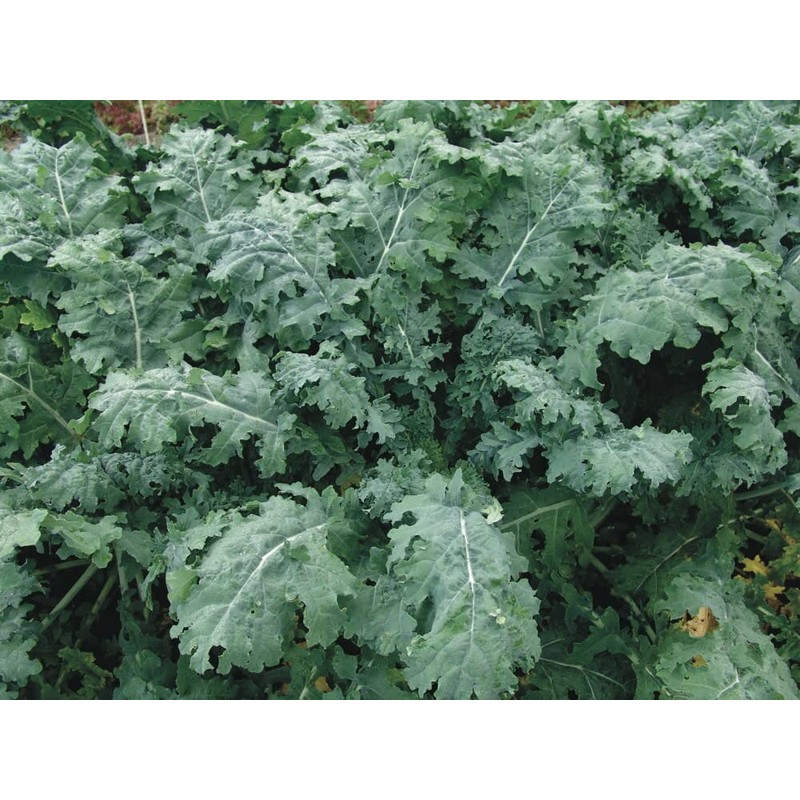 2000 White Russian Kale Seeds for Planting Heirloom Non GMO
