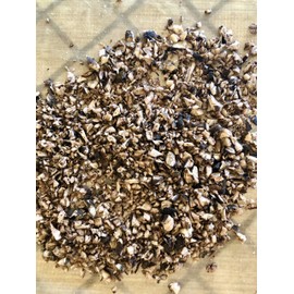 Plant Good Seed Organic Burdock Root Seeds for Planting: Nutrient Rich Herb, Large Green Leaves - 50 Seed Packet