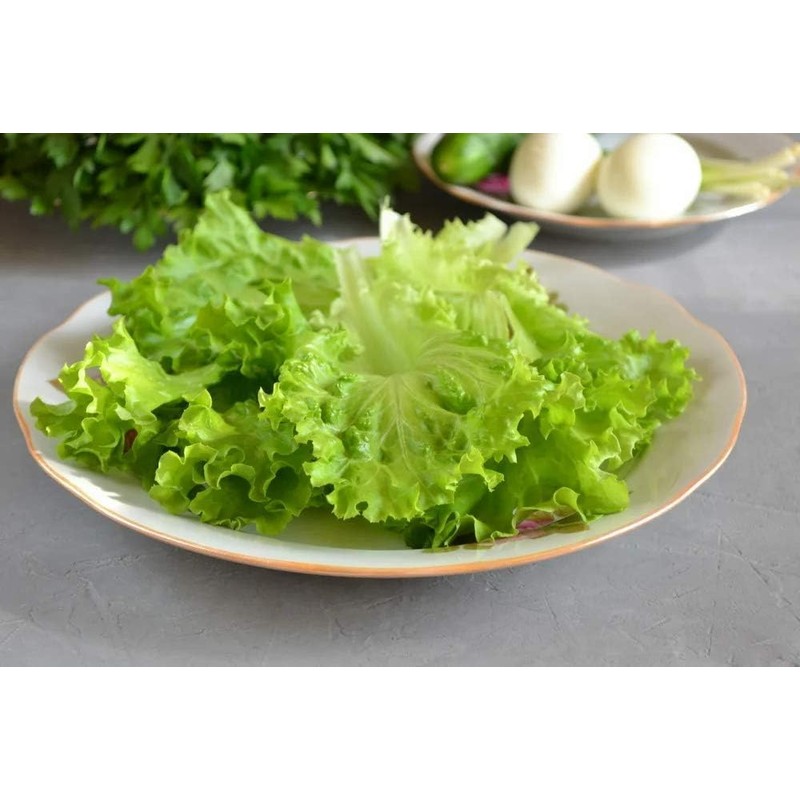 800 Lettuce Four Seasons Seeds – 30 Days, Heirloom, Non-GMO