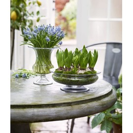 Holm Guard 4343800 Flower Bowl Diameter 7.5 inches (19 cm) Vase