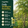 Moringa Capsules – 3 Month Supply – High Strength 50:1