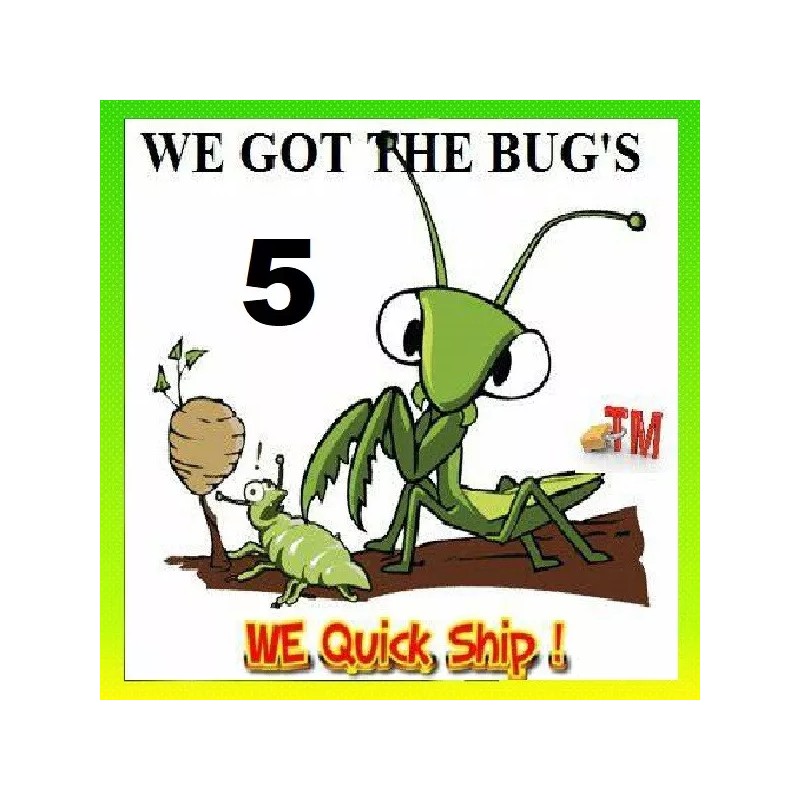 We Got The Bug's Fresh 5 Praying Mantis Egg Case