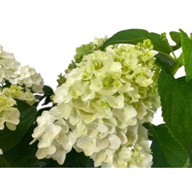 Blooming & Beautiful - Little Hottie Hydrangea - Light Green/Creamy White Blooms - 3 Gallon