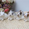 BWESOO White Mini Simulation Rabbit Plush, Cute Plush Rabbit Rabbit