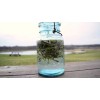 CZ Grain 50 Thin Hybrid Willow Tree Cuttings | 1/4