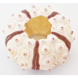 1 Sputnik Sea Urchin Shells 1-1.75" Beach Crafts Ocean Arts Coastal Nautical Deco