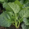 Malbar Spinach Seeds - Big Round Leaf - 1 Oz