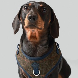 HUGO & HUDSON x HACKETT Tweed Dog Harness Adjustable No Pull Vest, Dark Green Checked Herringbone XS