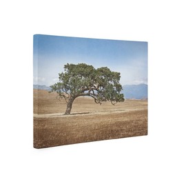 Large Canvas or Unframed Print, California Oak Tree in Wine Country, Landscape Wall Decor in Color or Black and White, ‘Windswept'