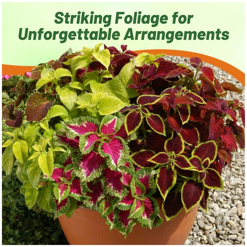 Outsidepride Wizard Mix Coleus Seeds for Planting - 200 Pcs