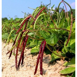 Sunshine Seeds Pink Eye Purple Hull Cowpea Seeds (25) / HEAT TOLERANT / FLORIDA GROWN / ORGANIC