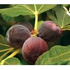 Texas Everbearing Fig - Ficus Carica AKA Brown Turkey Fig