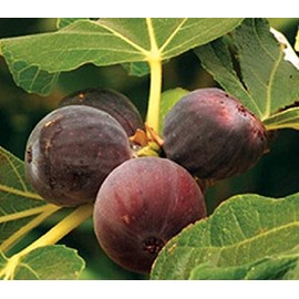 Texas Everbearing Fig - Ficus Carica AKA Brown Turkey Fig