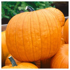 Everwilde Farms - 1 Lb Howden's Field Pumpkin Pumpkin Seeds - Gold Vault