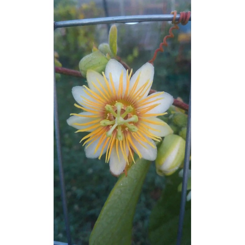 Vine Yellow Holosericea Passiflora Passion Fruit "STARTER" Plant