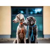 Kurzführer Biothane Dog Lead Biothane 9 mm / 13 mm