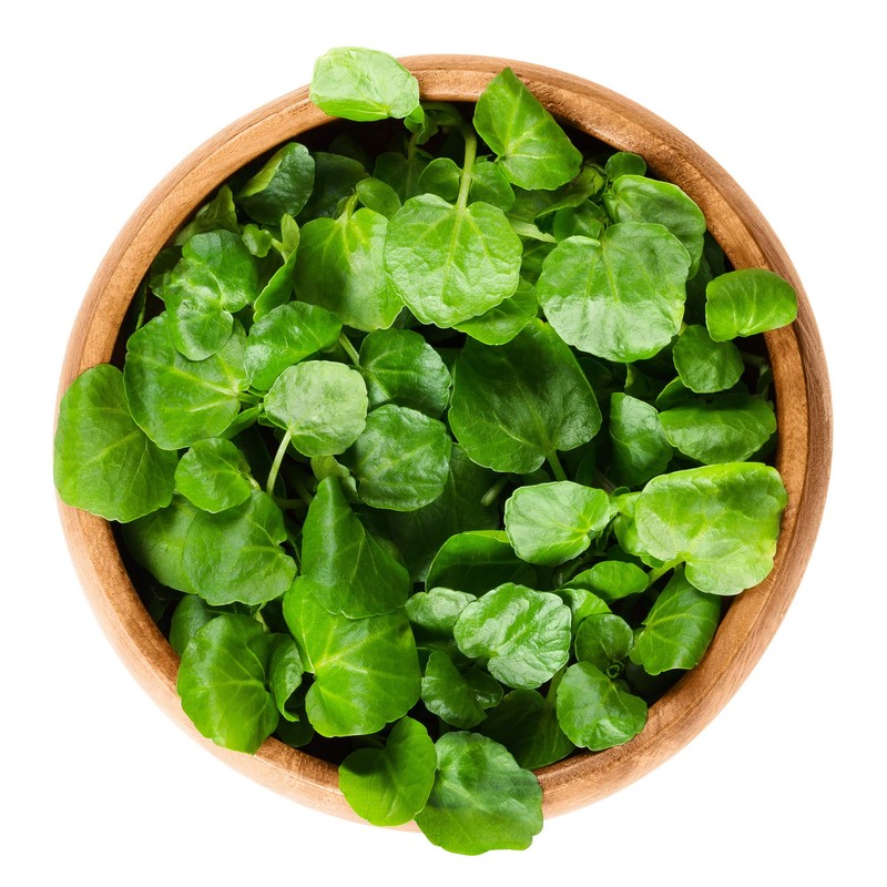 Outsidepride Watercress Herb Plant Seeds - 5000 Seeds