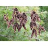Unbranded Eastern White Pine Cones Natural Pinecones DIY Decor Project