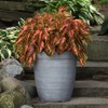 Park Seed Grow Your Own Coleus Seed Plant, Coral Candy