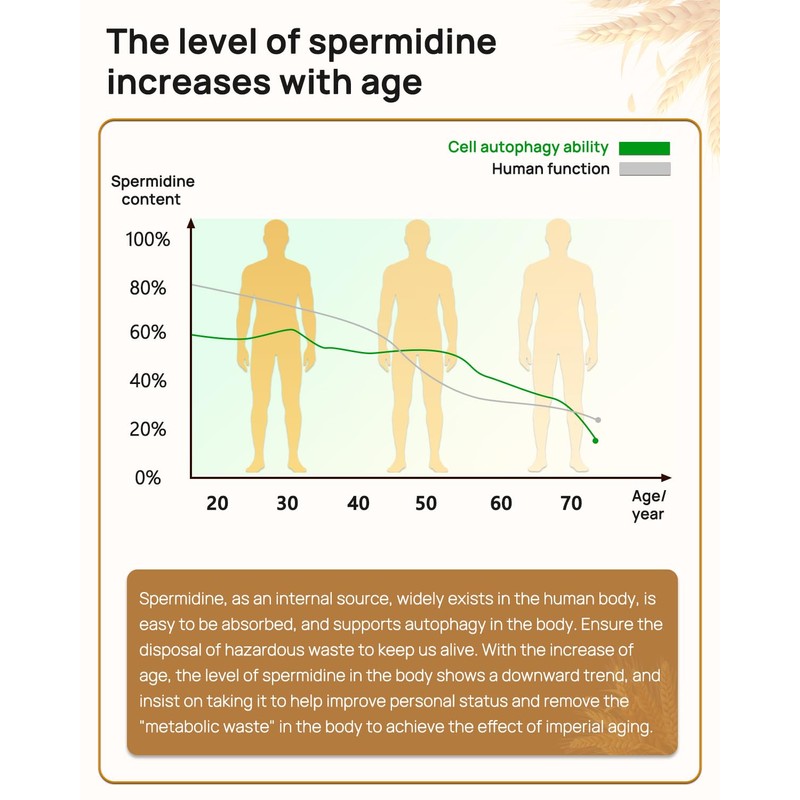 Spermidine & Fisetin Supplement - 20mg of 98% Spermidine 3HCL