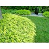 My Seeds 30 AUREOLA JAPANESE FOREST GRASS SEEDS - Hakonechloa